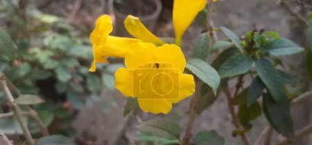 Yellow Elder is a Bignoniaceae family perennial flowering shrub. native place of shrub is America. It is also known Yellow Trumpetbush, Yellow Bells, Tecoma Stans and Ginger Thomas.