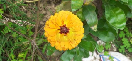 Pot Marigold o Calendula Officinalis es una planta con flores perteneciente a la familia Asteraceae. También se conoce Common Marigold, Ruddles, Mary 's Gold, Scotch Marigold.