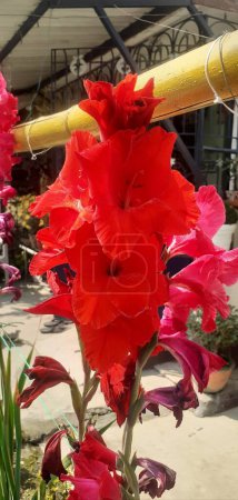 Gladiolus is an Iridaceae family Cormous flowering plant. It is also known as Sword Lily and Gladioli.