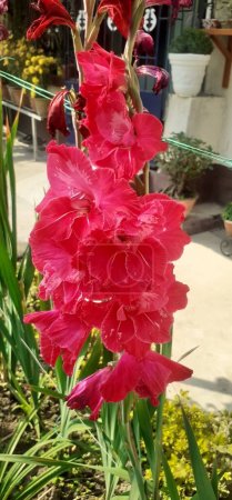 Gladiolus is an Iridaceae family Cormous flowering plant. It is also known as Sword Lily and Gladioli.