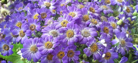 Cineraria is an Asteraceae family flowering plant. It is also known Florist's Cineraria and Common Ragwort. Native place of this flowering plant is Canary Islands.