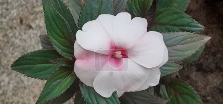 Impatiens is a Balsaminaceae family flowering plant. It is also known Jewelweed, Touch-Me-Not, Snapweed, Patience, Balsam, Busy Lizzie.