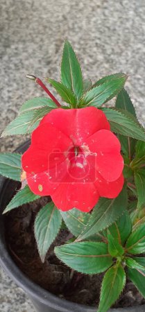 Impatiens is a Balsaminaceae family flowering plant. It is also known Jewelweed, Touch-Me-Not, Snapweed, Patience, Balsam, Busy Lizzie.