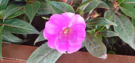 Impatiens ist eine Blütenpflanze aus der Familie der Balsaminaceae. Es ist auch bekannt Juwelenkraut, Touch-Me-Not, Schnappkraut, Geduld, Balsam, Busy Lizzie.