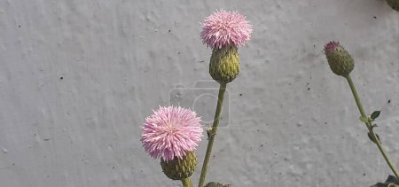 Cirsium Altissimum ist eine Blühpflanze aus der Familie der Asterceae. Es ist auch bekannt als Distel und Distel am Straßenrand. Heimatort dieser Pflanze ist Ost- und Mittelamerika.