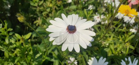 Osteospermum is an Asteraceae family flowering plant. It is also known White Cape Daisy, Daisybushes, African Daisy, South African Daisy, Blue Eyed Daisy.