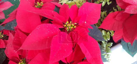 Poinsettia is a Spurge family shrubs or small flowering tree. Its a commercially important plant, Native place of this flowering plant is Mexico and Central America.