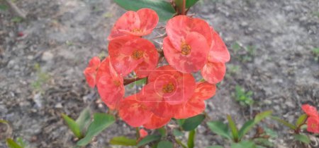 Euphorbia Milii es una especie de flores perteneciente a la familia de las euforbiáceas. También se conoce a Cristo Planta y Cristo Espina. Lugar nativo de esta planta es Madagascar.