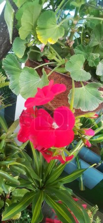 Geranium is a Geraniaceae family flowering plant. It is also known Geraniums and Cranesbills.