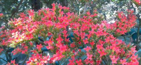 Kalanchoe es una planta con flores perteneciente a la familia Crassulaceae. Lugar nativo de esta planta con flores es Madagascar y África tropical.