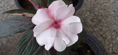 Impatiens es una planta con flores perteneciente a la familia Balsaminaceae. También se conoce Jewelweed, Touch-Me-Not, Snapweed, Patience, Balsam, Busy Lizzie.