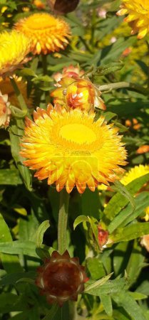 Strawflower es una planta con flores perteneciente a la familia Asteraceae. También es conocido como Golden Everlasting y Xerochrysum Bracteatum. Lugar nativo de esta planta es Australia.
