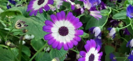 Cineraria is an Asteraceae family flowering plant. It is also known Florist's Cineraria and Common Ragwort. Native place of this flowering plant is Canary Islands.