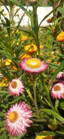 Strawflower is an Asteraceae family flowering plant. It is also known as Golden Everlasting and Xerochrysum Bracteatum. Native place of this plant is Australia.