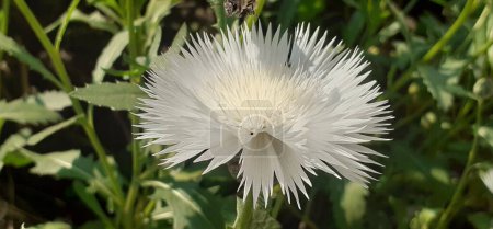 Téléchargez les photos : Amberboa Moschata est une plante de la famille des Asteraceae. Il est également connu sous le nom de Sweetsultan. Lieu natal de cette plante à fleurs est la Turquie, l'Irak et l'Iran. - en image libre de droit
