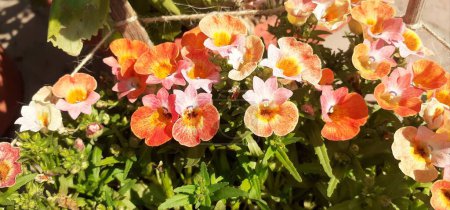 Nemesia is a figwort family perennials flowering plant. Native place of this flowering plant is Sandy Coasts in South Africa.