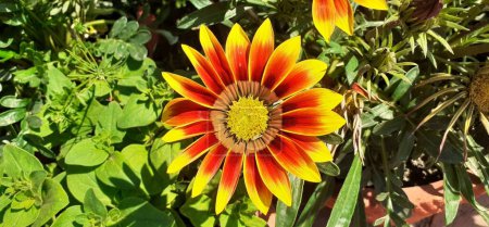 Gazania Rigens is an Asteraceae Family Flowering plant. Native place of this flowering plant is Southern Africa's Coastal Areas. It is also known Gazania and Treasure Flower.