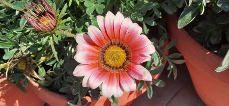Gazania Rigens is an Asteraceae Family Flowering plant. Native place of this flowering plant is Southern Africa's Coastal Areas. It is also known Gazania and Treasure Flower.