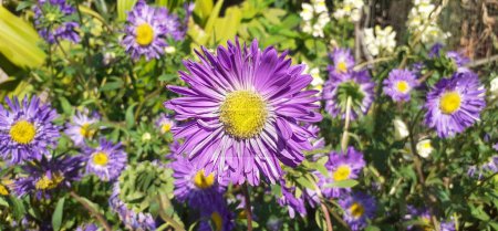 Alpine Aster is an Asteraceae family flowering plant. It is also known Aster Alpinus and Blue Alpine Daisy. Native place of this flowering plant is the Mountains of Europe.