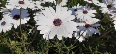 Osteospermum is an Asteraceae family flowering plant. It is also known White Cape Daisy, Daisybushes, African Daisy, South African Daisy, Blue Eyed Daisy.