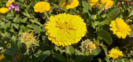 Pot Marigold or Calendula Officinalis is a Asteraceae family flowering plant. It is also known Common Marigold, Ruddles, Mary's Gold, Scotch Marigold. 