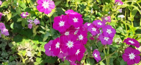 Phlox Drummondii is a Polemoniaceae family flowering plant. Native place of this is Southeaster United States. It is also known Annual Phlox and Drummond's Phlox.