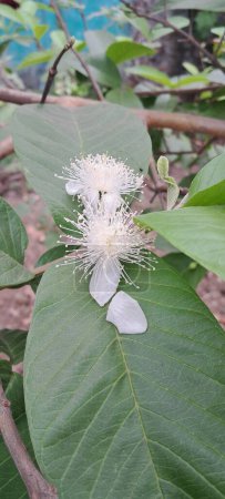 Guava Flower is a Tropical Fruit Flower, Its a Very High Nutrition value Fruit, Native place of this fruit tree is Mexico, Central America, Northern South America and  the Caribbean. 