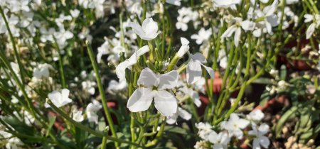 Matthiola Incana ist eine Blühpflanze aus der Familie der Brassicaceae. Es ist auch allgemein bekannt als Brompton Stock, Common Stock, Hoary Stock, Ten Week Stock und Gilly Flower. 