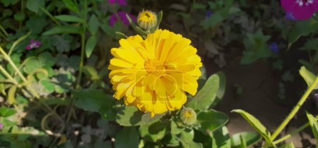 Pot Marigold or Calendula Officinalis is a Asteraceae family flowering plant. It is also known Common Marigold, Ruddles, Mary's Gold, Scotch Marigold. 