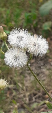 Senecio Viscosus es una planta anual herbácea de la familia Asteraceae. También se conoce como Sticky Ragwort, Sticky Groundsel y Stinking Groundsel.