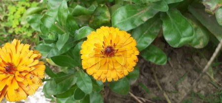 Pot Marigold o Calendula Officinalis es una planta con flores perteneciente a la familia Asteraceae. También se conoce Common Marigold, Ruddles, Mary 's Gold, Scotch Marigold. 