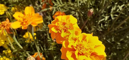Tagetes Erecta es una planta con flores perteneciente a la familia Asteraceae. También es conocido como caléndula mexicana, caléndula grande, caléndula azteca y cempasuchil. Lugar nativo de esta planta floreciente es México.