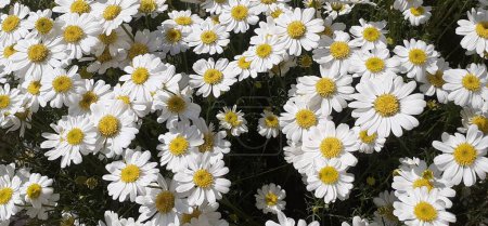 Corn Chamomile is an Asteraceae family flowering plant. It is also known as Anthemis Arvensis, Mayweed, Scentless Chamomile and Field Chamomile. The native place of this plant is Europe.
