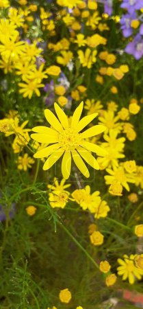 Euryops Pectinatus is an Asteraceae family flowering plant. It is also known as the Golden Shrub Daisy, Grey-Leaved Euryops and African Bush Daisy. The native place of this plant is South Africa.