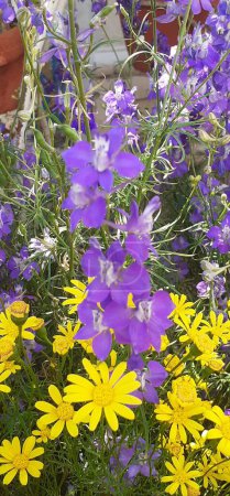 Consolida Ajasis is a Ranunculaceae family flowering plant. It's a Eurasian native flowering plant. It is also known Rocket Larkspur and Doubtful Knight's Spur.