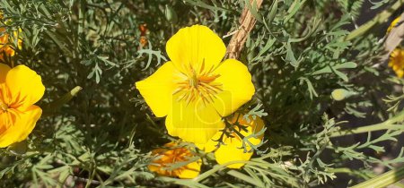 Kalifornischer Mohn ist eine Blütenpflanze aus der Familie der Papaveraceae. Es ist auch bekannt Eschscholzia Californica, Golden Poppy, California Sunlight und Cup of Gold. Geburtsort dieser Pflanze ist die USA.