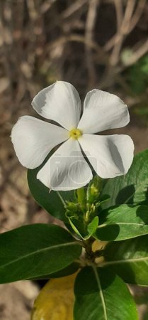 Eine weiße Catharanthus Roseus Blume, auch bekannt als Vinca Rosea. Ihr Geburtsort ist Madagaskar. Diese Pflanze wird als Zier- und Heilpflanze verwendet.