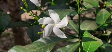 Photo for Pinwheel Flower is an evergreen shrub small flowering plant flower, It is also commonly known as East India Rosebay Crape Jasmine and Nero's Crown. - Royalty Free Image