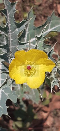 Mexikanischer Klatschmohn, auch bekannt als Argemone Mexicana, ist eine Mohnart. Es ist eine leuchtend gelbe Farbe Blume, Es ist eine mexikanische Ursprungspflanze, aber seine Verbreitung auf der Welt.