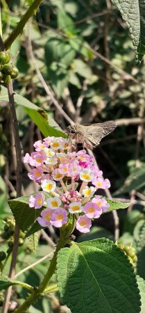 Pink and White Lantana Camara Flowers and a Borbo Cinnara Butterfly Insect on This.Lantana Camara also known as Common Lantana is a species of flowering plant. 