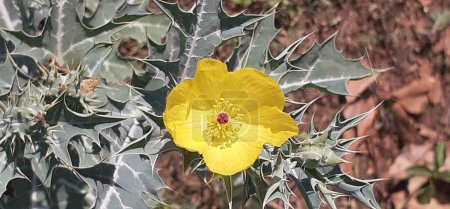 Mexikanischer Klatschmohn, auch bekannt als Argemone Mexicana, ist eine Mohnart. Es ist eine leuchtend gelbe Farbe Blume, Es ist eine mexikanische Ursprungspflanze, aber seine Verbreitung auf der Welt.