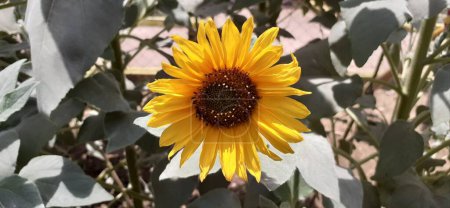 Die Gemeine Sonnenblume ist eine einjährige Pflanze aus der Familie der Asteraceae. Es wird vor allem essbare Ölsaaten und Vogelfutter angebaut.