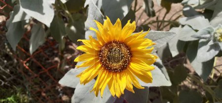 Die Gemeine Sonnenblume ist eine einjährige Pflanze aus der Familie der Asteraceae. Es wird vor allem essbare Ölsaaten und Vogelfutter angebaut.