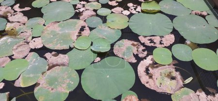 Indischer Lotus oder Nelumbo Nucifera ist eine Wasserblütenpflanze aus der Familie der Nelumbonaceae. Es ist auch bekannt Heiliger Lotus, Laxmi Lotus oder einfach Lotus.