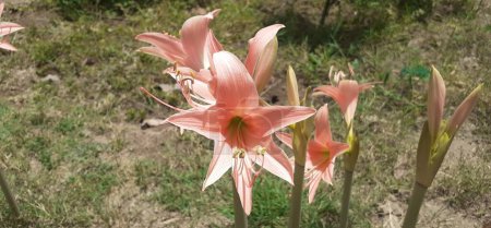Striped Barbados Lily ou Hippeastrum Striatum est une plante vivace de la famille des Amaryllidaceae. Lieu natal de cette floraison est la région orientale et méridionale du Brésil.
