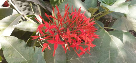 Ixora Coccinea ist eine Blütenpflanze aus der Familie der Rubiaceae. Es ist auch Jungle Flame, Pendkuli, Jungle Geranium und Flame of the Woods bekannt. Heimat dieser blühenden Pflanze ist Indien.