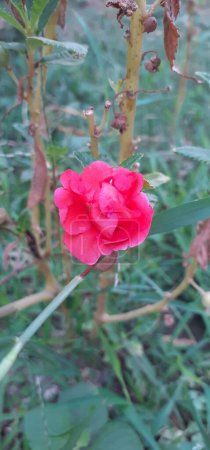 Impatiens Balsamina ist eine einjährige Blühpflanze aus der Familie der Balsaminaceae. Es ist auch Balsam, Rosenbalsam, Gartenbalsam, Touch-me-not, Spotted Snapweed und Dopati bekannt. Sein Heimatland ist Indien.