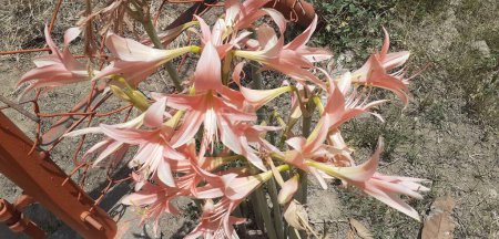 Gestreifte Barbados-Lilie oder Hippeastrum Striatum ist eine mehrjährige Blütenpflanze aus der Familie der Amaryllidaceae. Heimatort dieser Blüte ist die östliche und südliche Region Brasiliens.