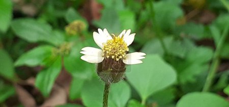 Tridax Procumbens Or Tridax Daisy is a species of  Asteraceae family flowering plant ,It is also known Coatbuttens flower, Native place of this flowering plant is tropical America.