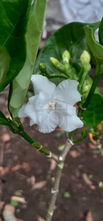 Photo for Crape Jasmine or Pinwheel Flower is an evergreen shrub small flowering plant flower, It is also commonly known East India Rosebay and Nero's Crown. - Royalty Free Image